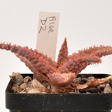 03b3_750_3996
