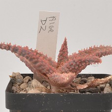 03b_750_3996