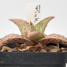 04a2_750_4003
