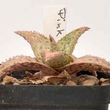 04a3_750_4003