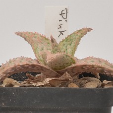 04a_750_4003