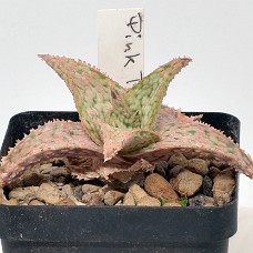 04b2_750_4010