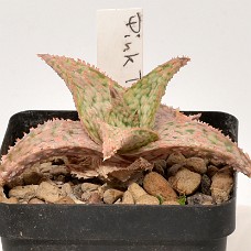 04b3_750_4010