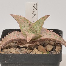 04b_750_4010