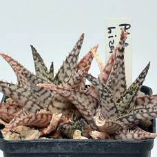 05a2_750_4017
