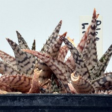 05b2_750_4024
