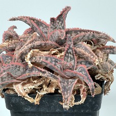 06b2_750_4038