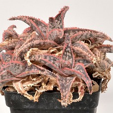 06b3_750_4038