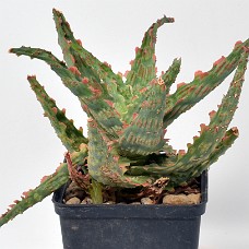 08b2_750_4066