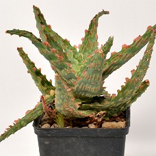 08b3_750_4066