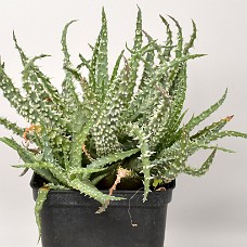 09a3_750_4073
