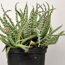 09b3_750_4080