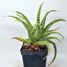 10b2_750_4094