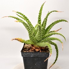 10b3_750_4094