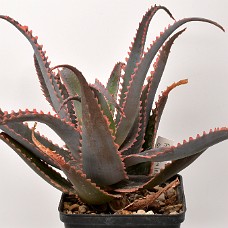 11a3_750_4101