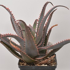 11a_750_4101