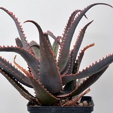 11b2_750_4108