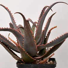 11b3_750_4108