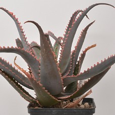 11b_750_4108