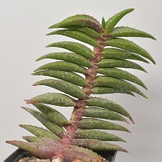 12a_750_4115