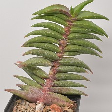 12b_750_4122