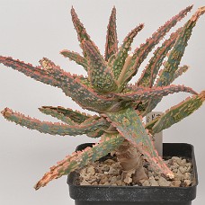 13a_750_4129