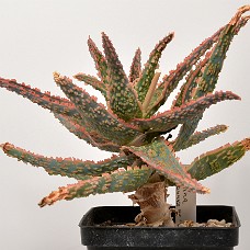 13b3_750_4136
