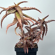 14a2_750_4143