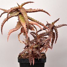 14a3_750_4143