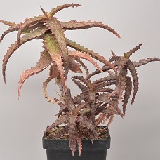 14a_750_4143