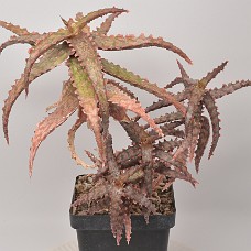 14b_750_4150