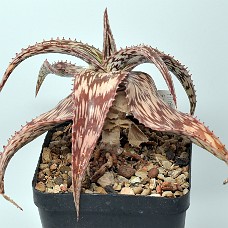15c2_750_4164