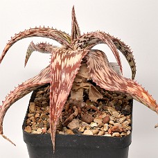 15c3_750_4164