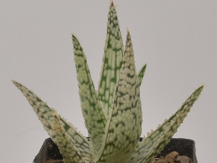 Kaktus 01
