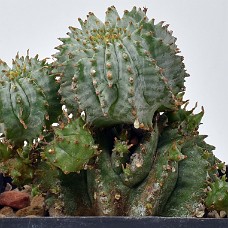 4a_750_4971