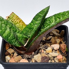 04b_750_5209