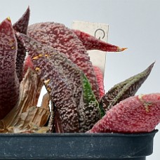06a_750_5268