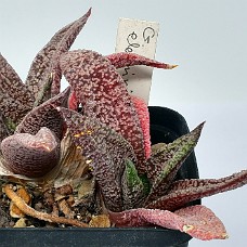 06b_750_5263