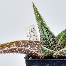 07a_750_5273
