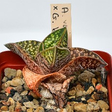 10b_750_5304