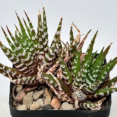 05b_750_6149