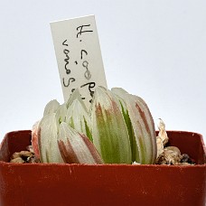 09Aa_750_6244