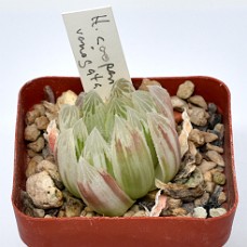 09Ab_750_6249
