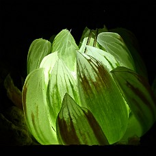 09lys_01_750_6342
