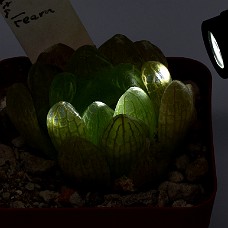 09bg_750_6277