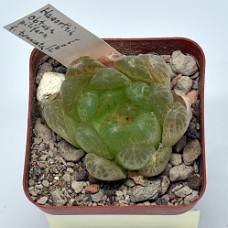 9Bc_750_6284