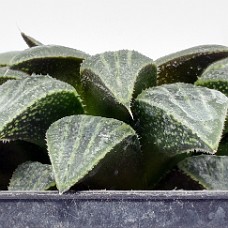 10a_750_6300