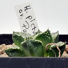 14Ba_750_6379
