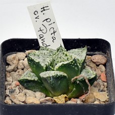 14Bb_750_6381