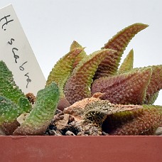 16a_750_6393